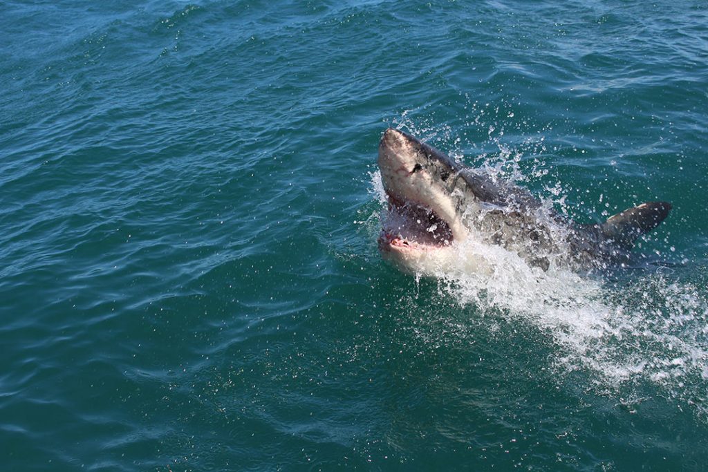 Акулы в Черном море: правда или миф