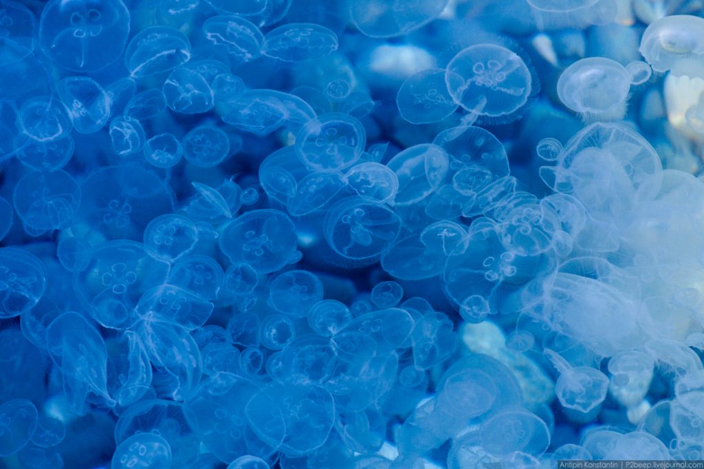 Почему так много медуз и первые действия при ожоге
